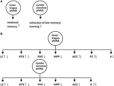 Memory Reinforcement and Attenuation by Activating the Human Locus Coeruleus via Transcutaneous Vagus Nerve Stimulation